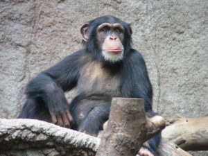 The Common Chimpanzee