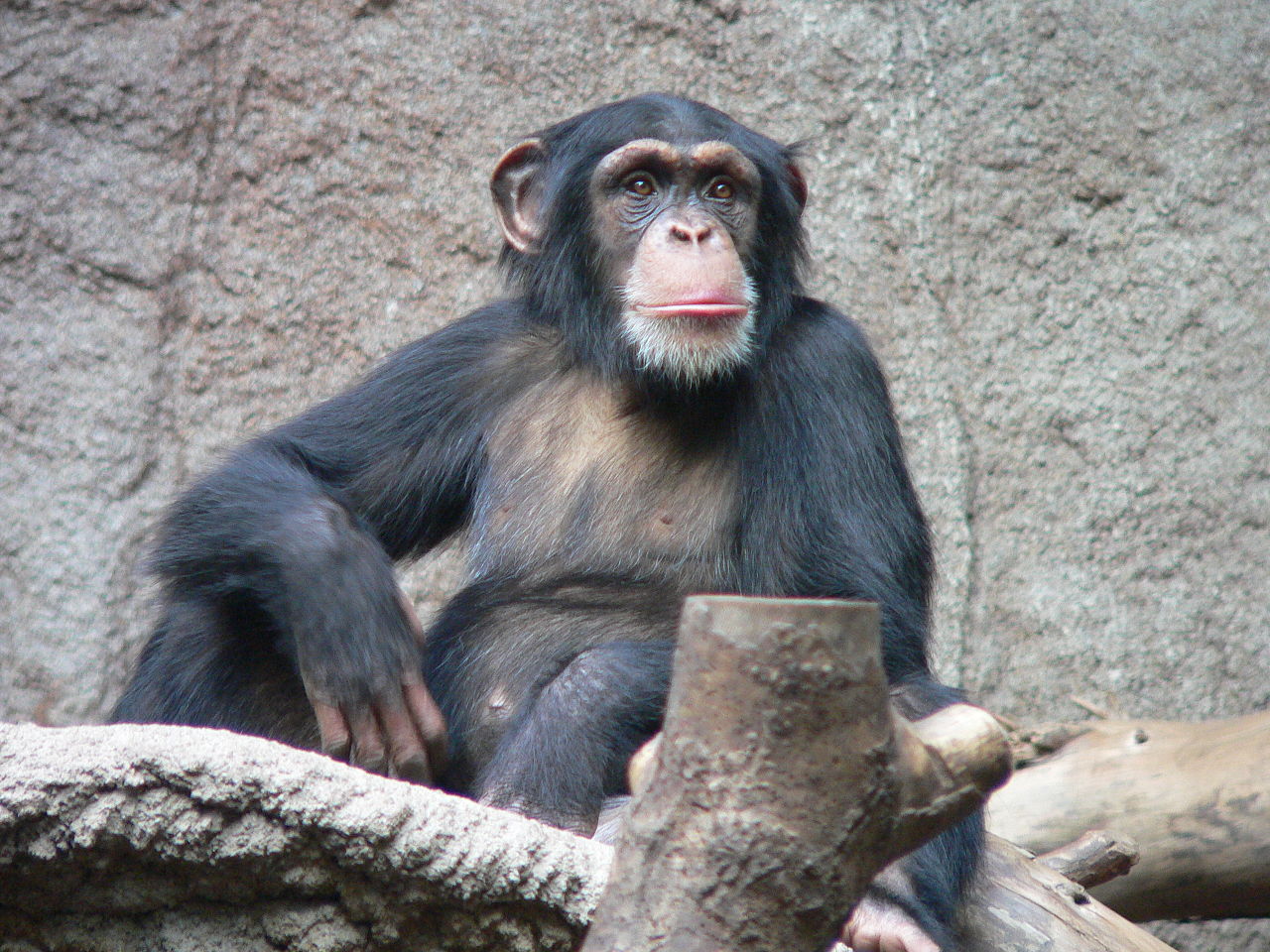 The Third Chimpanzee: The Evolution and Future of the Human Animal